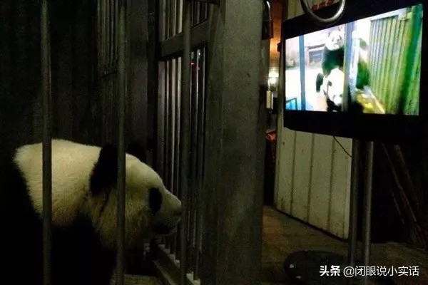 5年不交配，雌蛇生下19条小蛇，动物的交配冷知识你知道吗？