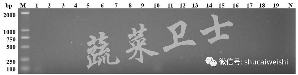 番茄褪绿病毒病特效药,西红柿褪绿病毒怎么引起的