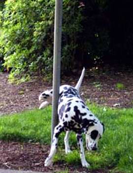 狗乱尿打了有用吗,狗在家里到处乱尿怎么纠正