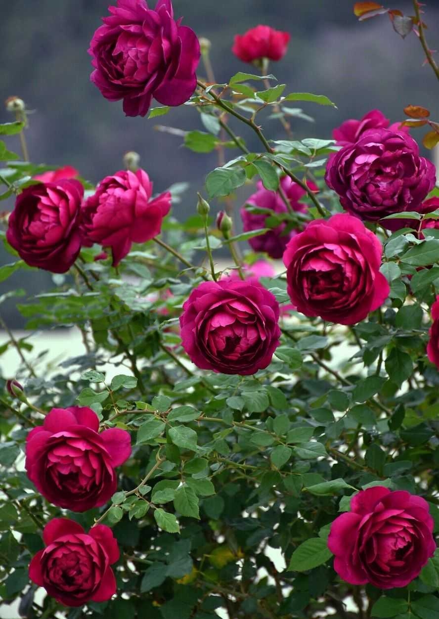 这“38种花”，当你开始收集品种时，你已入坑颇深