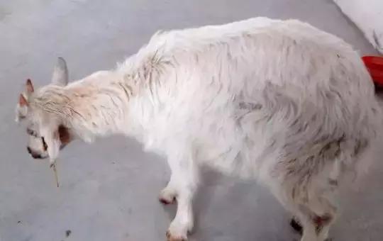 养殖羊得了脑炎怎么治疗,养羊急性脑炎预防