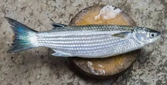 鲻鱼的钓法和技巧,钓鲻鱼用什么钩型比较好