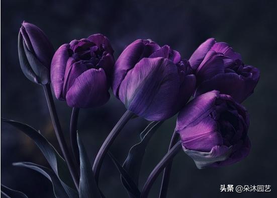 郁金香花的花语和图片大全,花艺知识花材有哪些种类