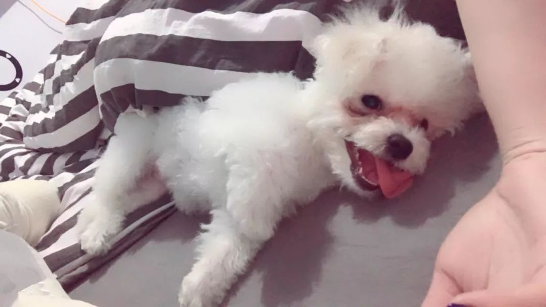 宠物泪痕消管用吗,爱宠的泪痕是怎么回事