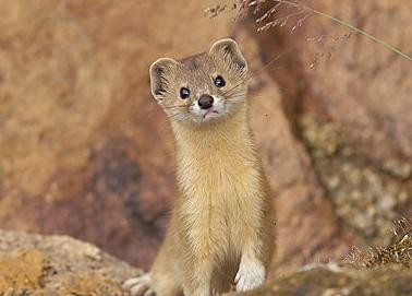 民间高级中医黄大仙,民间医生黄大仙