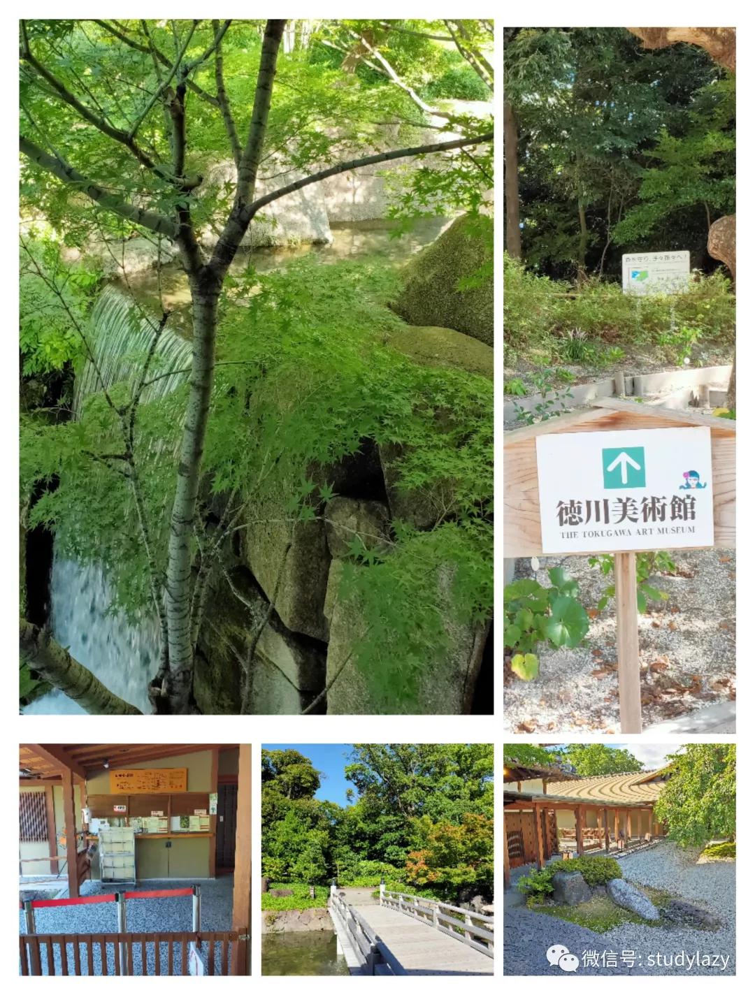 日本名古屋鲸,日本名古屋樱花