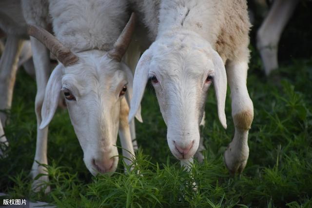 羊如何预防布鲁氏菌病,羊布鲁氏菌病怎么消灭