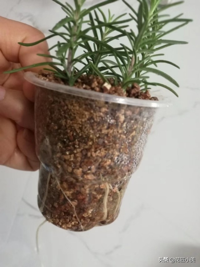 可食用迷迭香盆栽养殖,迷迭香盆栽好养活