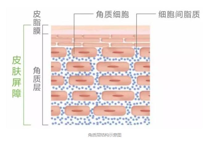 面膜到底有没有作用,面膜真的有用吗有科学依据么