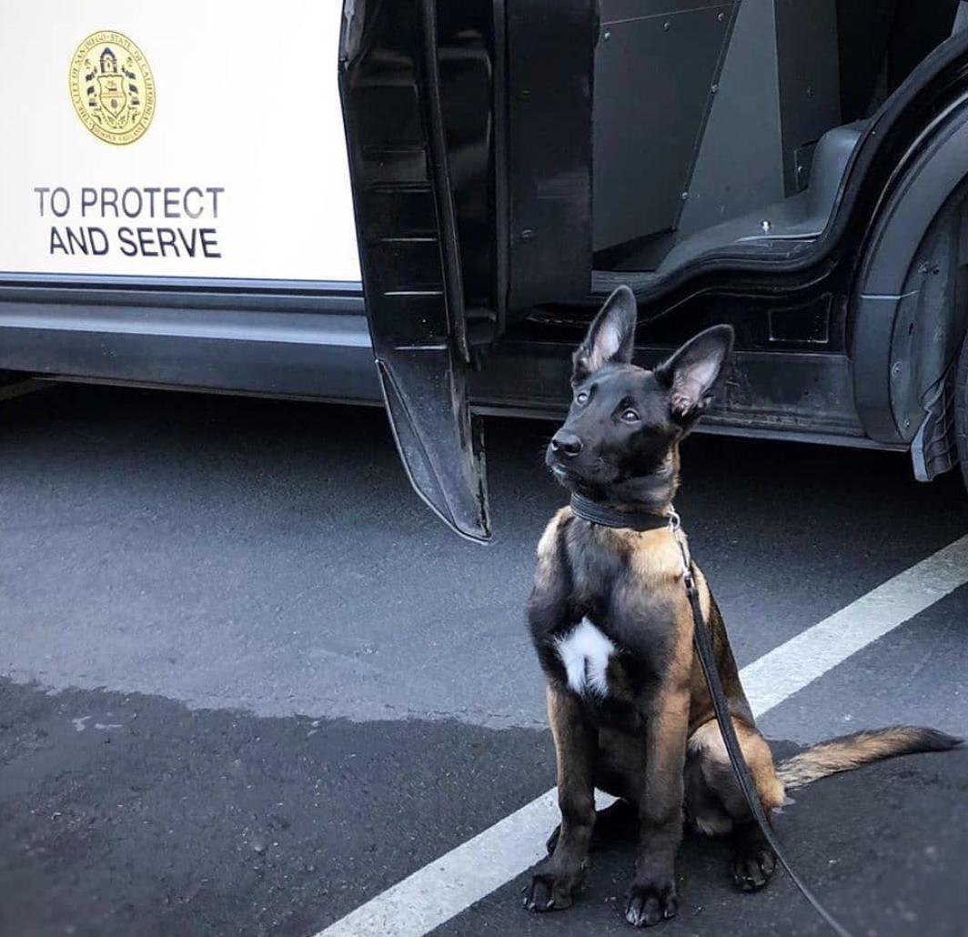 惹人喜爱的萌犬,萌犬