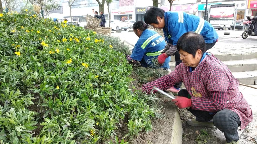 美了美了！涉及双流四个街区，34条街道！在你家附近吗？