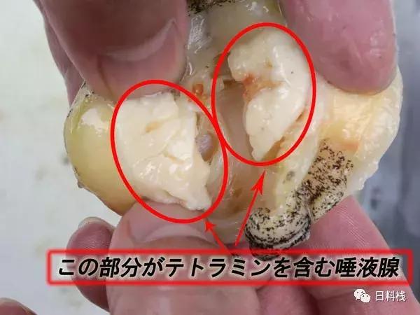 峨螺是什么,厚重峨螺