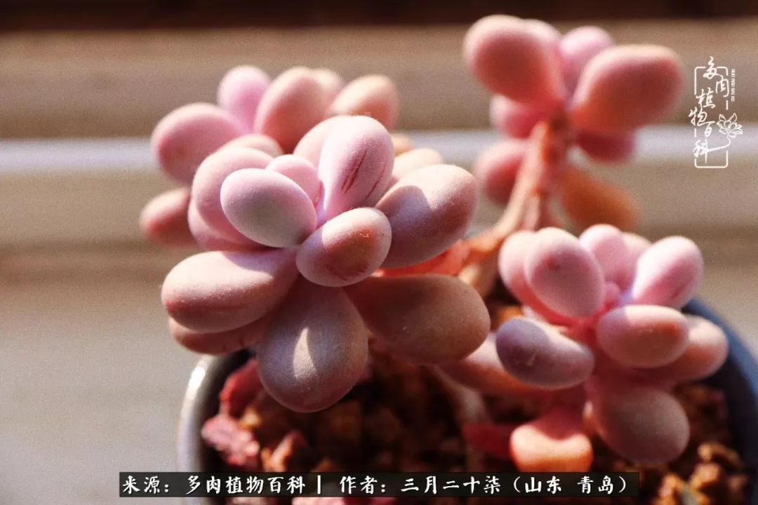 有多肉，有狗狗，给生活多一点惊喜