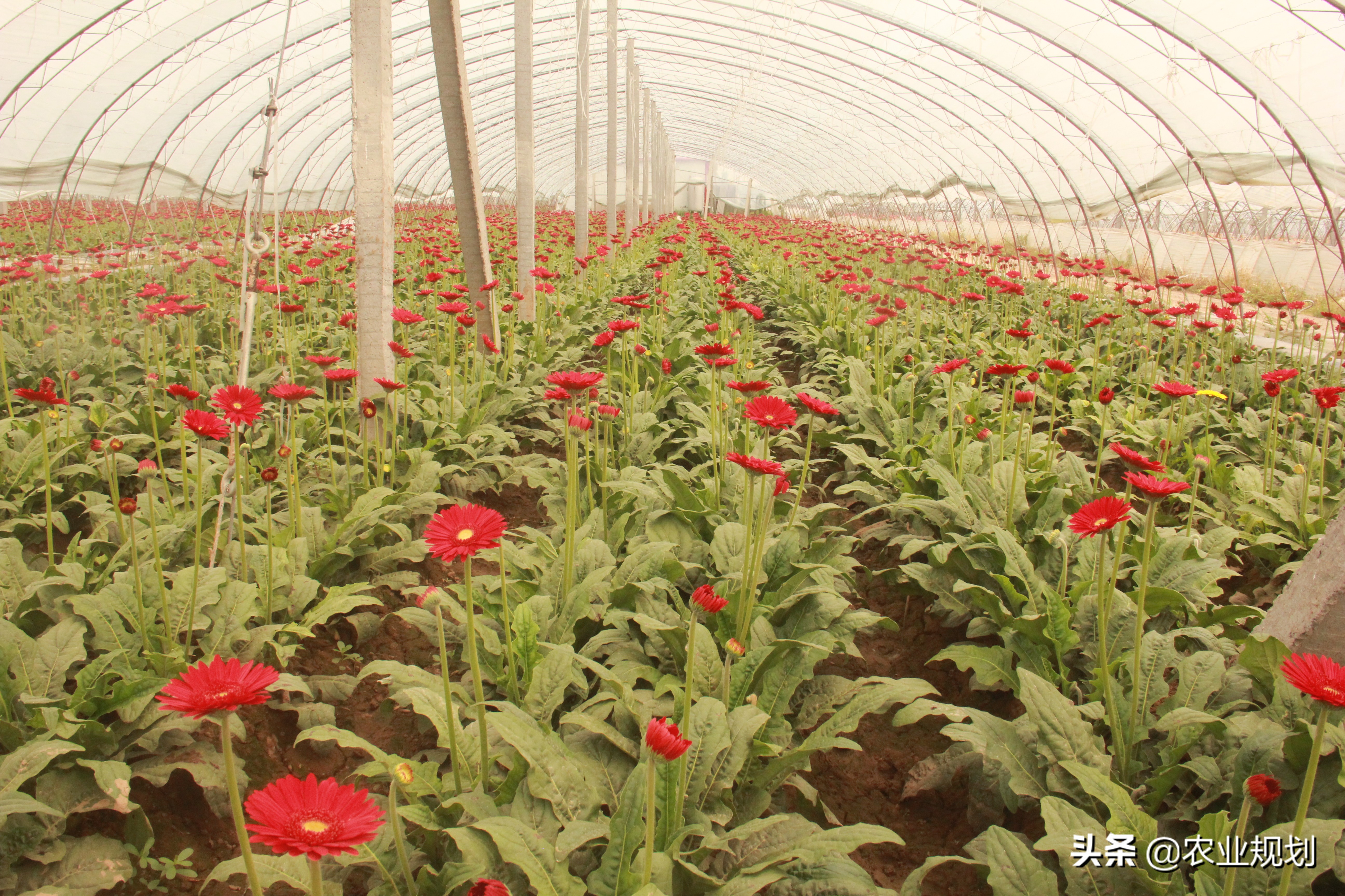 成都睡莲鲜切花基地,温州地区鲜切花基地