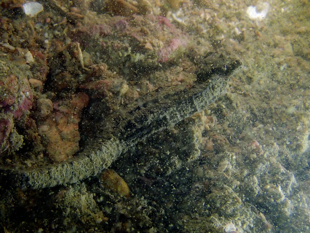 深圳附近海域鱼类大全,深圳海域动物