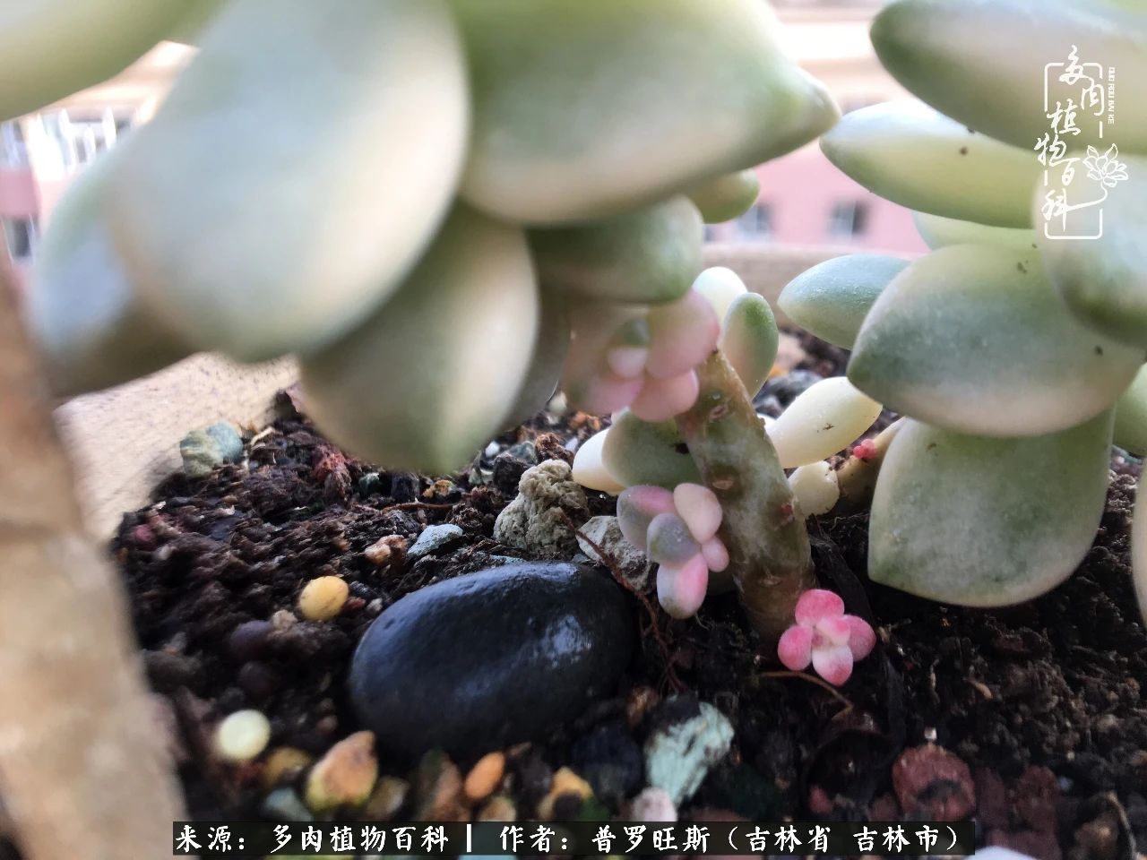 日日勤服侍，日日勤拂拭！服侍花儿，就是拂拭心灵