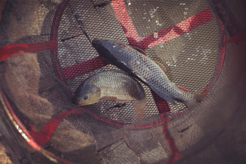 秋冬垂钓如何避小杂鱼,夏季钓鱼为什么容易空军