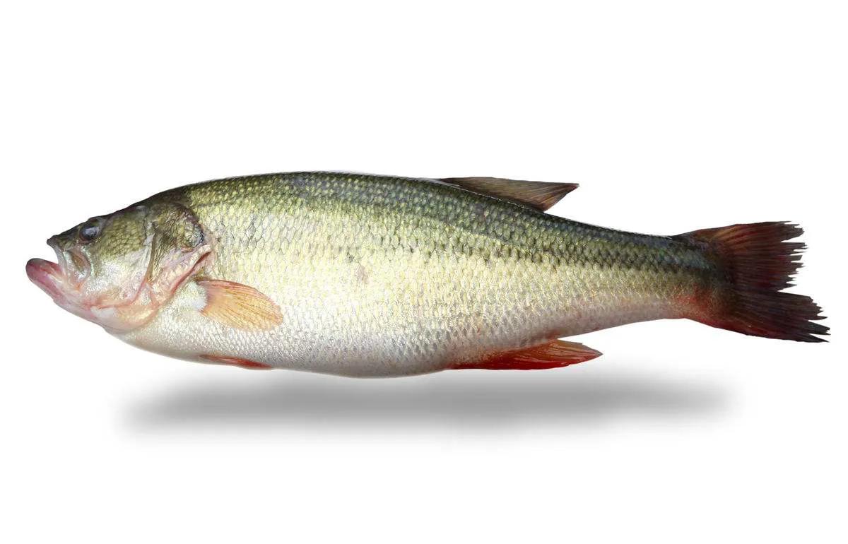 鱼怎么区别草鱼鲫鱼鲤鱼,怎样分辨草鱼和鲤鱼