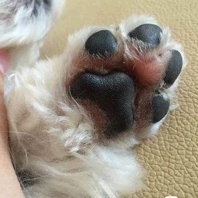 狗狗得了趾间炎用什么药,狗趾间炎是真菌还是细菌