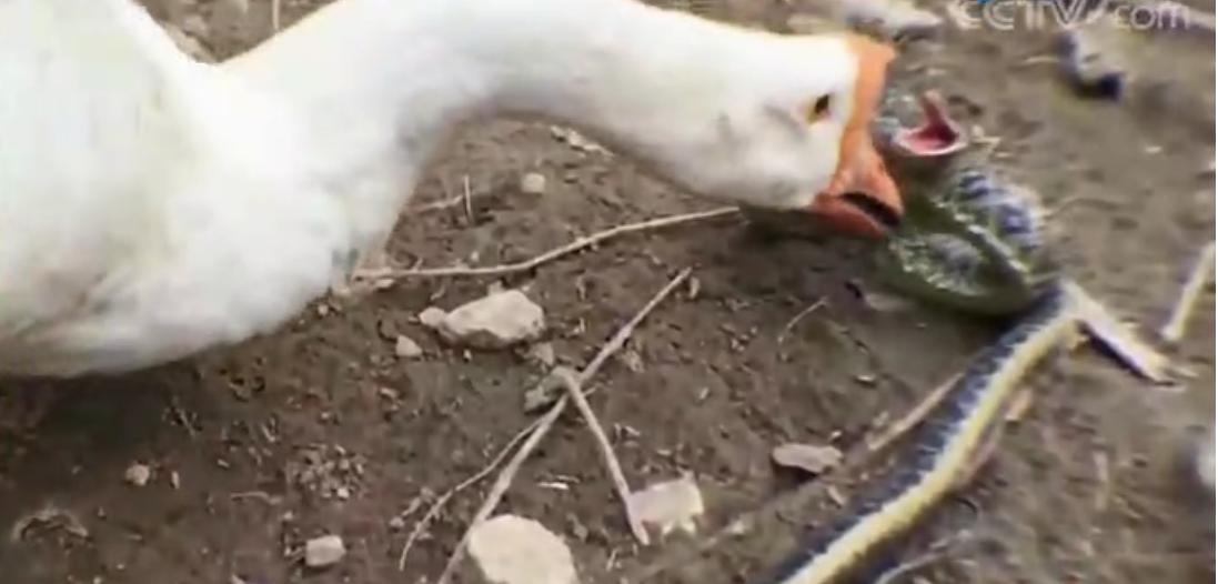 蟒蛇吞到大鹅,蟒蛇吞了一只鹅