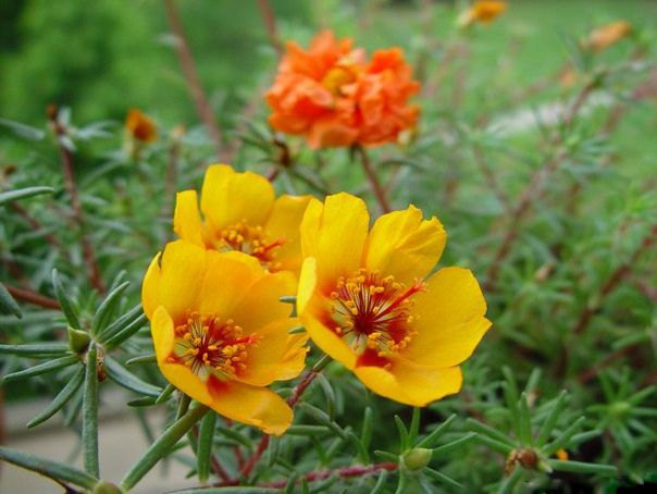 太阳花长白色虫子喷什么药,太阳花有小黑虫怎样防