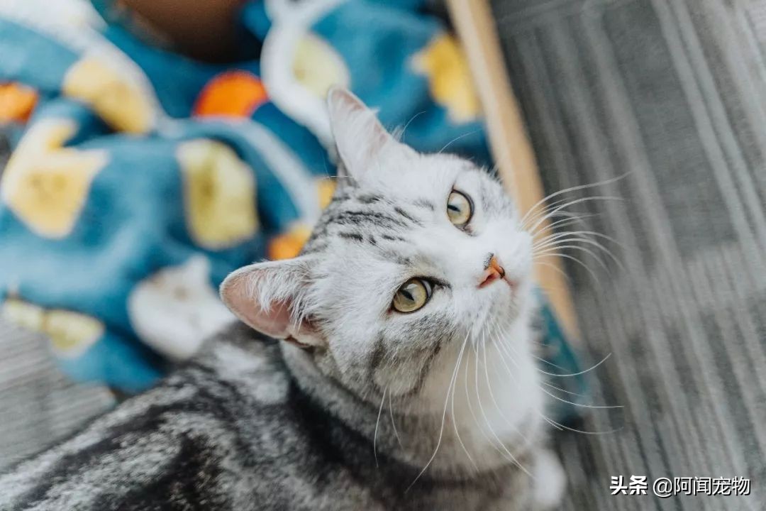 猫咪爱磨脚怎么回事,为啥猫咪爱挠沙发
