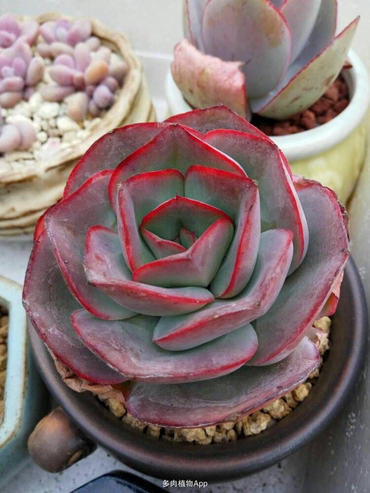 1000种多肉植物图鉴大全大图,景天科1000种多肉植物图鉴