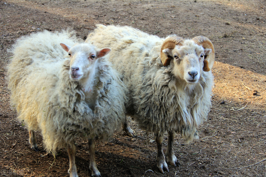 绵羊痘危害严重,绵羊痘的最好治疗方法