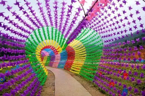 华酝牡丹园紫藤花,华酝牡丹园格桑花