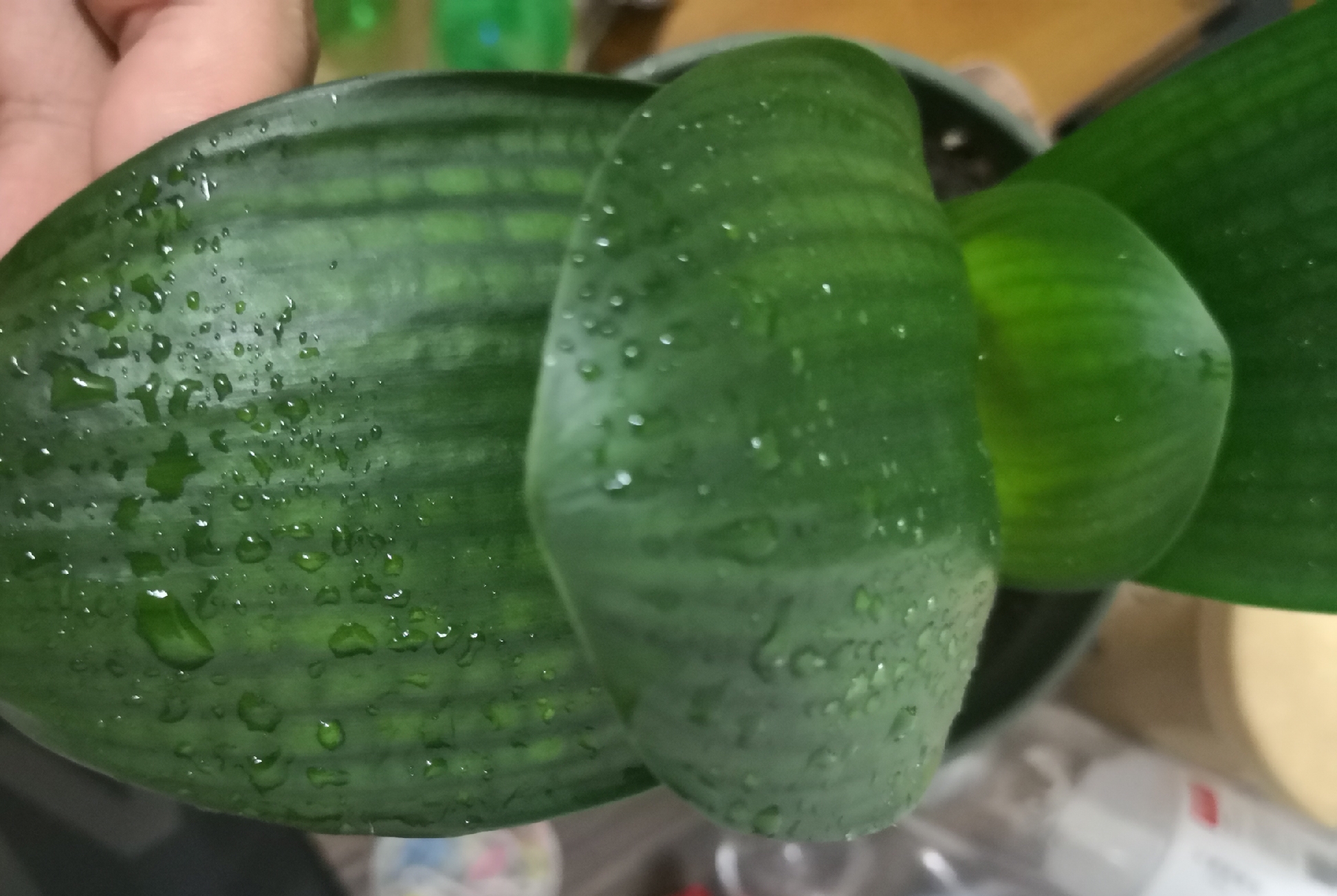 柳枝水能让君子兰快速生根,君子兰上盆柳树枝条浸泡