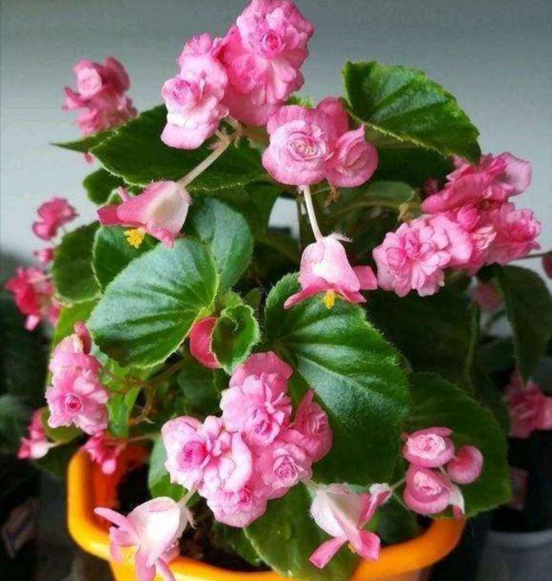 四季海棠花一年四季都能开花吗,刚栽开花的四季海棠怎么剪枝