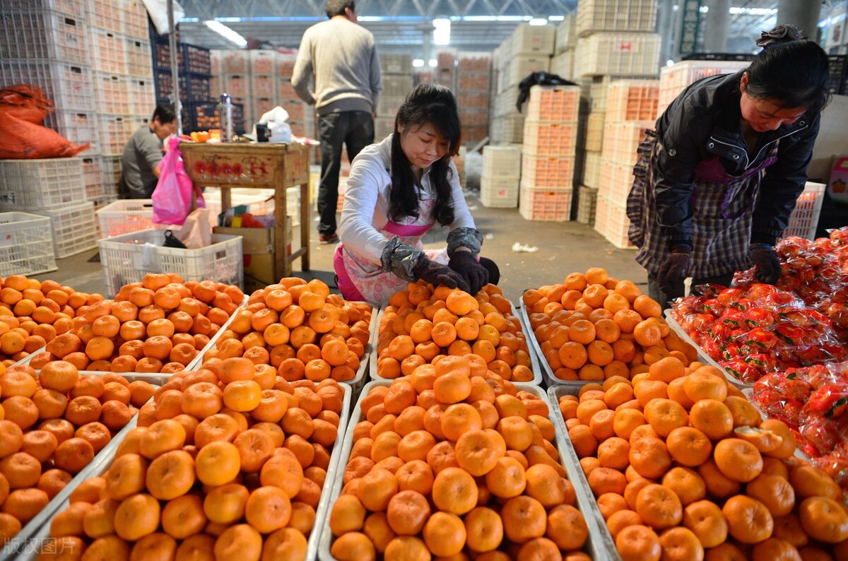 陈皮柑降价,柑子行情