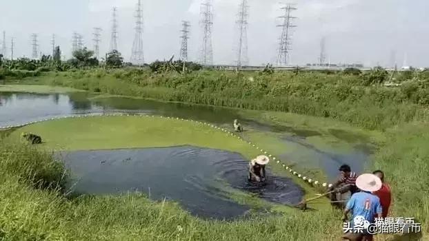 看起来收入可观的频繁的“微拍”和“微信交易”对钱币市场的影响