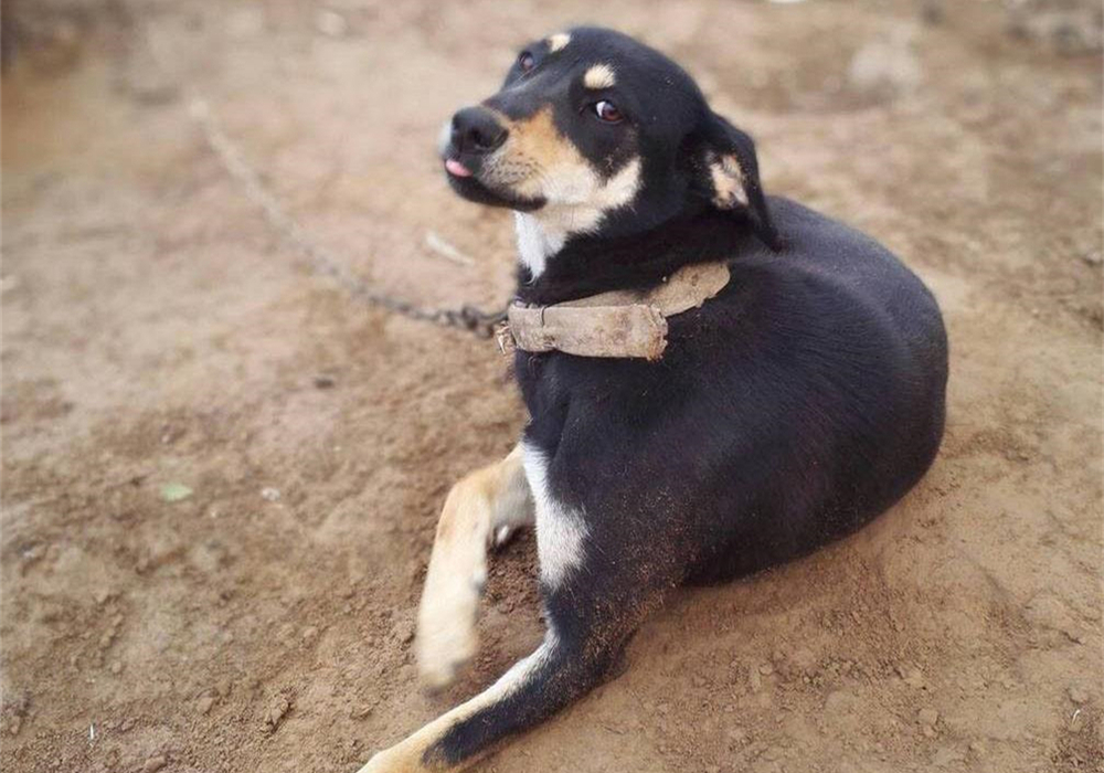 土狗绝对是最忠诚的狗,土狗的警惕性有多强