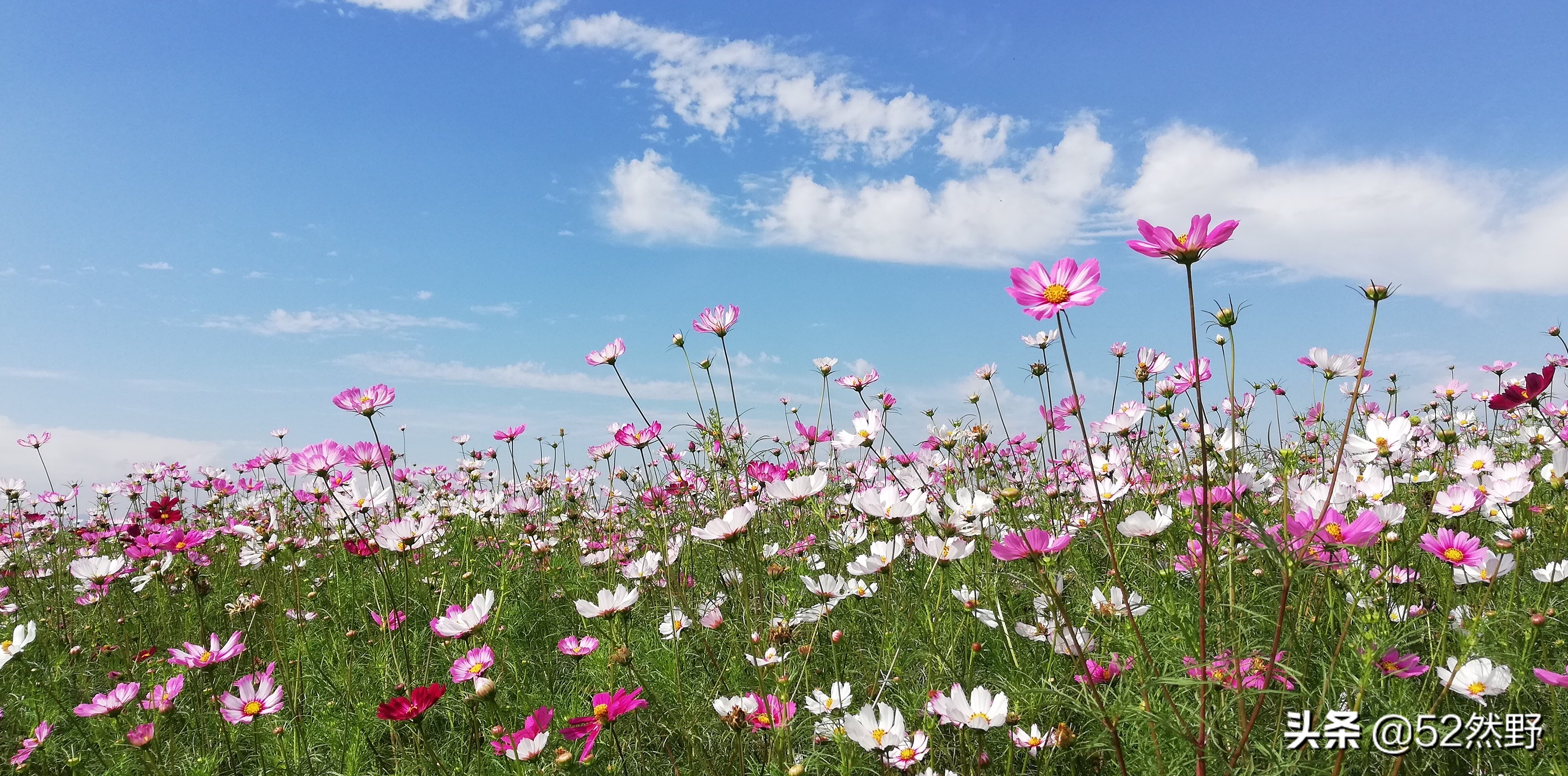 永定河北京的母亲河桑干河,桑干河与滹沱河