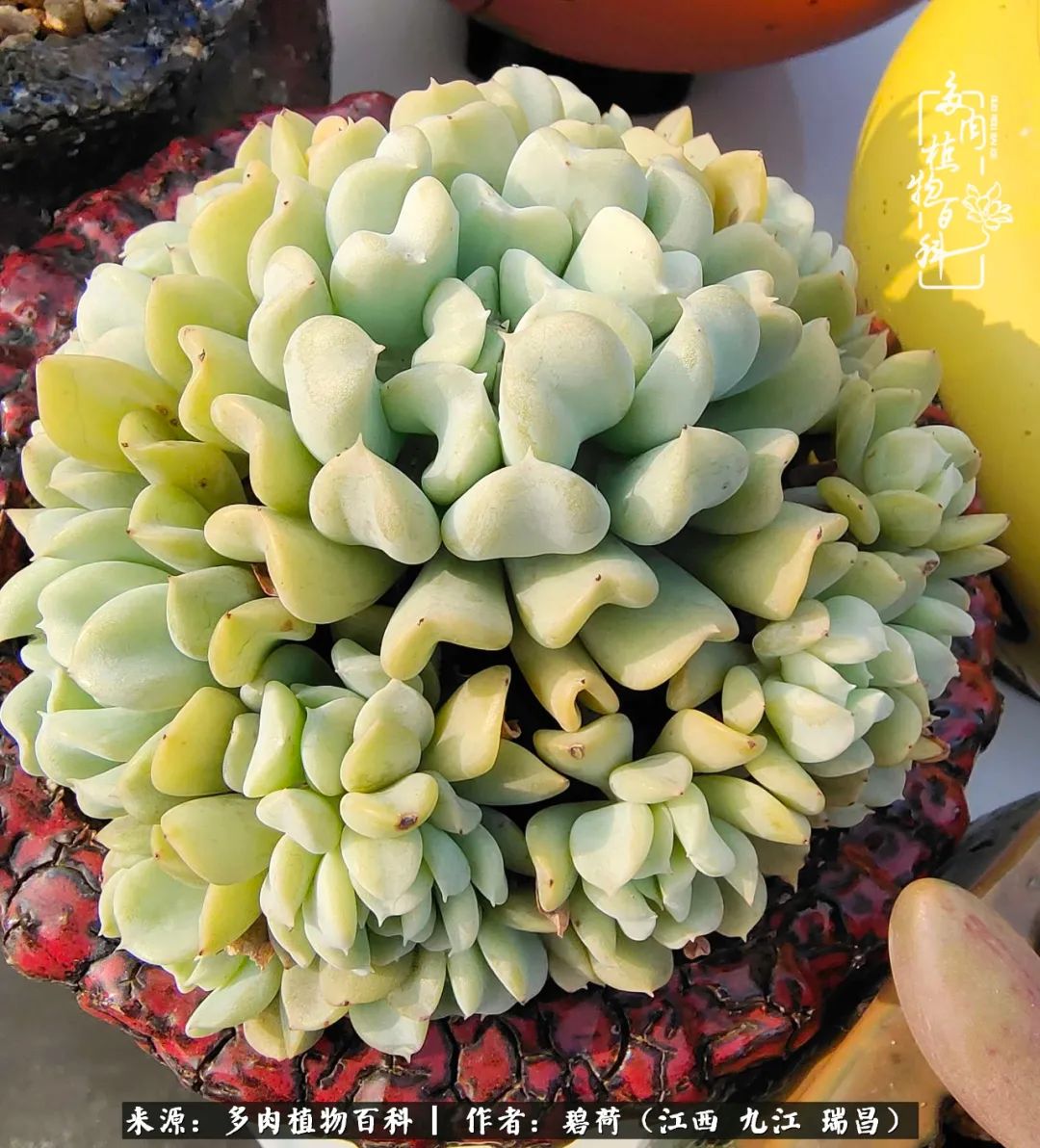 养了五年的多肉看到岁月的痕迹,经过一年春夏秋冬的轮回