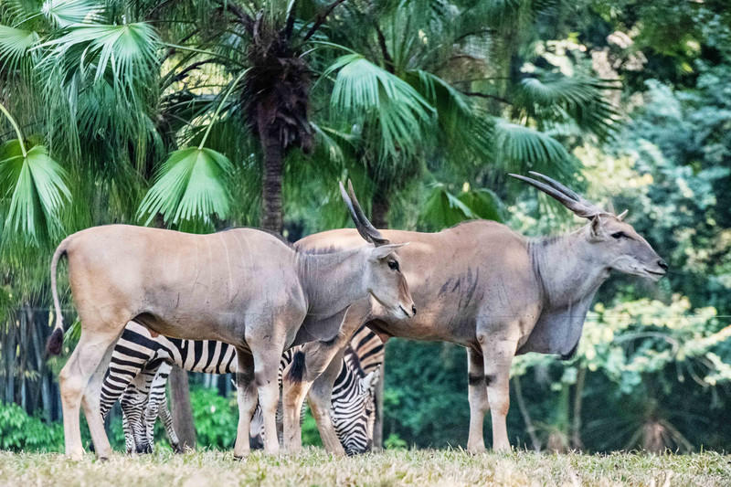 广州长隆野生动物世界旅游攻略,长隆野生动物世界攻略2-3天广州游