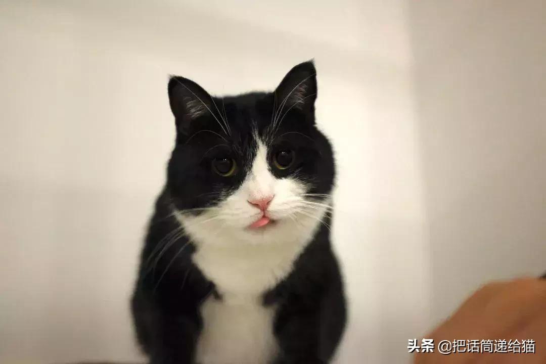 猫故事集,猫故事完整版