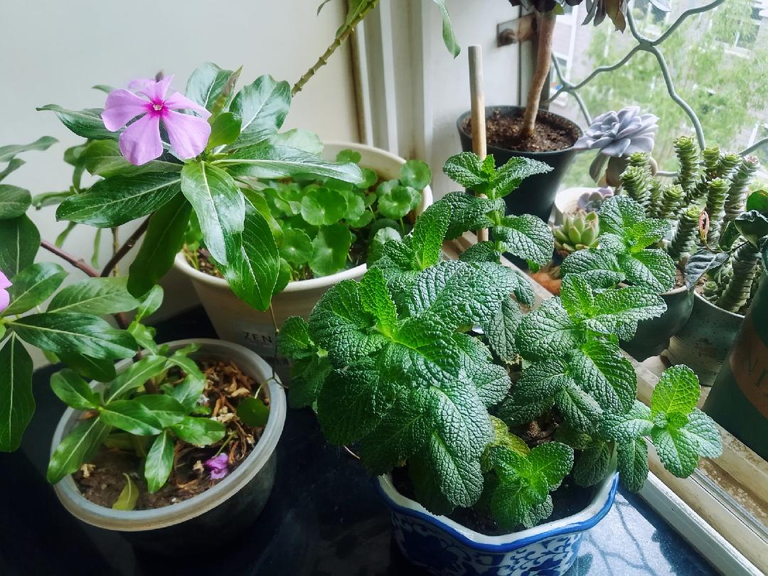 养花人养的花都有哪些,什么花养人又健康又好养