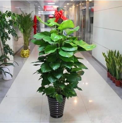 绿萝怎么可以快速长枝条,养绿萝只需加几粒它绿萝疯长