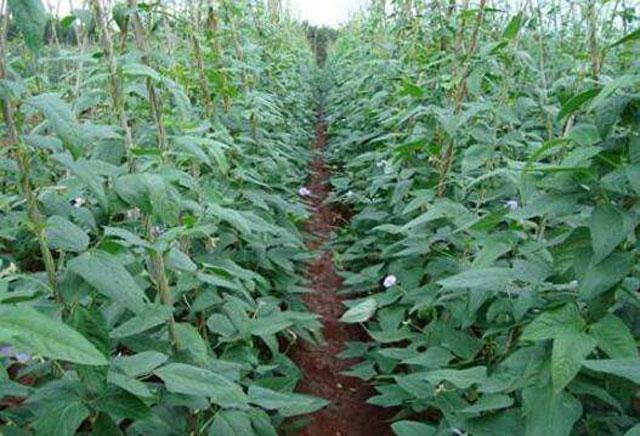 高氯甲维盐对豆角钻心虫有效吗,豆荚螟与豆角钻心虫的区别