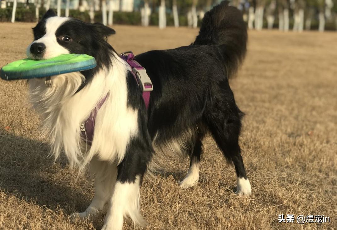 边牧狗狗流眼泪,边牧狗狗有点流鼻涕可以打疫苗吗