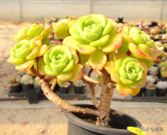 百合莉莉多久可以砍头繁殖,百合莉莉叶片发红