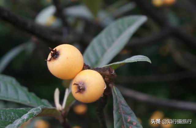 苏州太湖西山岛江浙沪最强攻略,太湖西山岛旅游完整攻略