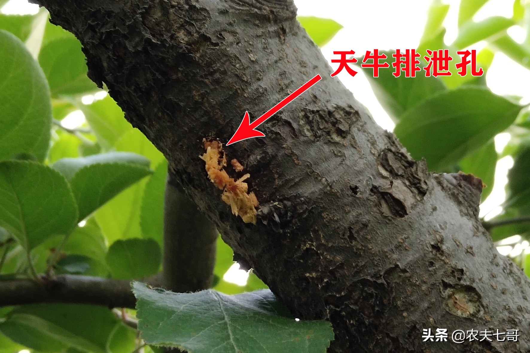 苹果树真菌病害,苹果树干木质部腐烂