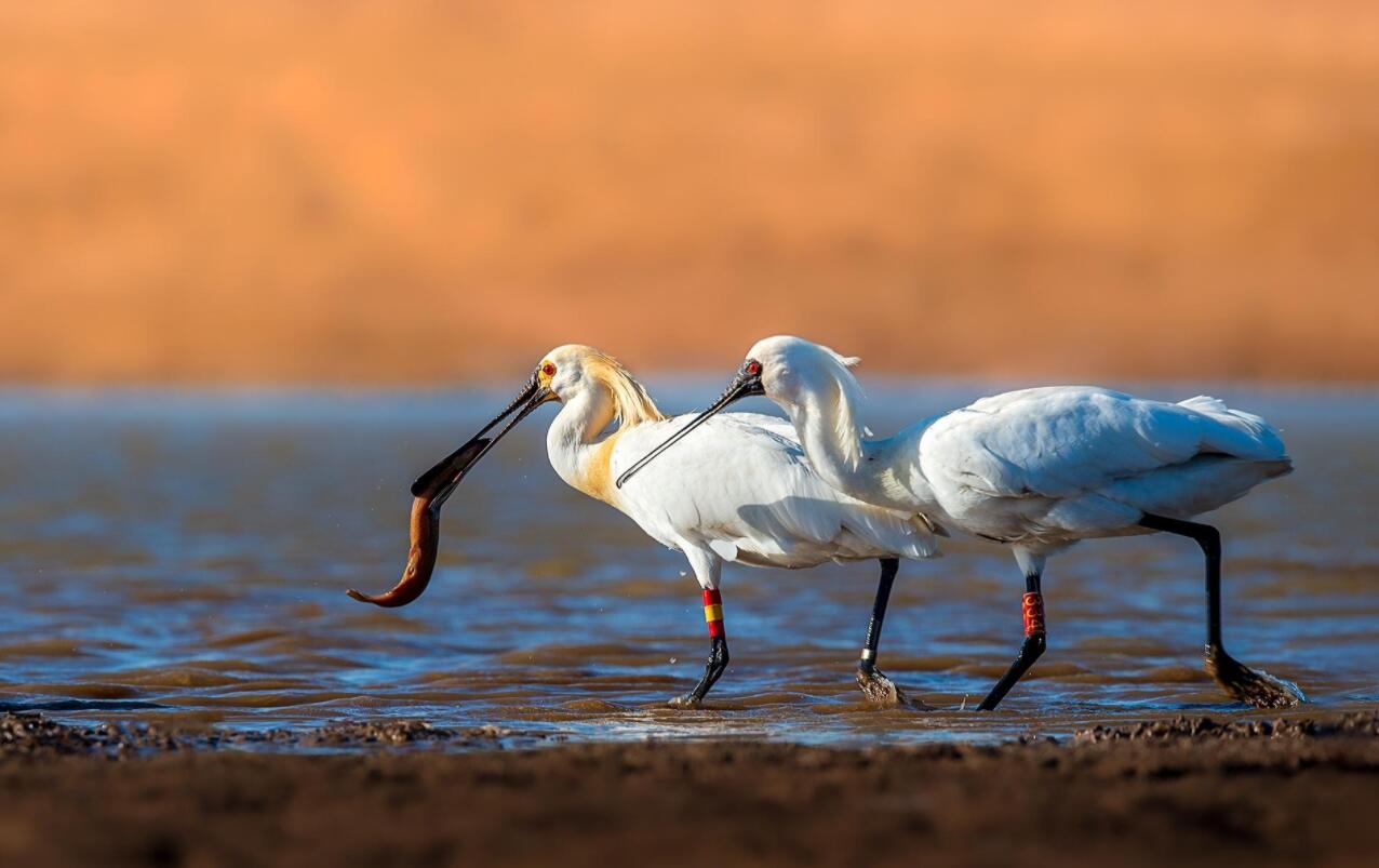 全球十大濒危物种,2024年国家珍贵濒危鸟类