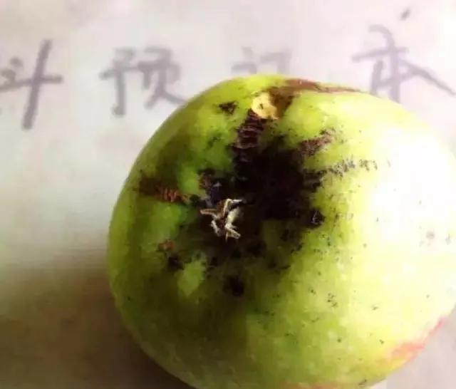 苹果树病虫害防治视频,苹果树病虫害全年防治大全