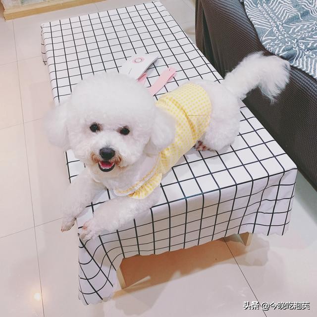 狗狗出现打嗝怎么办,狗狗出现干呕打嗝