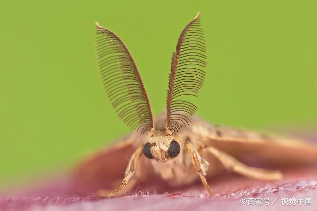 奶粉里有小飞虫如何解决,奶粉过期然后长虫要怎么解决