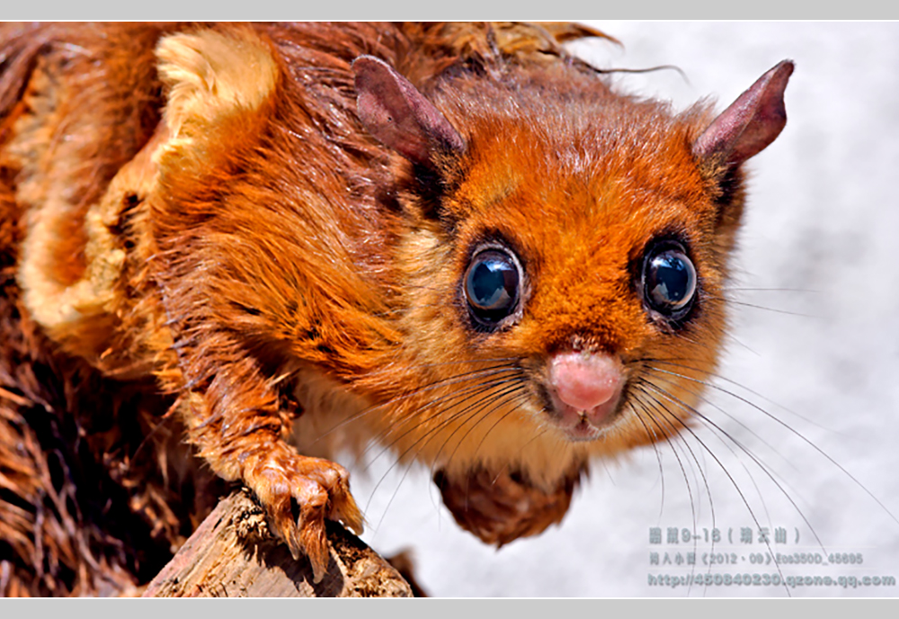 摄影飞行素材,飞鼠摄影作品欣赏